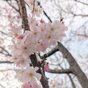 Meet your Posher, Jen